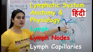 Lymphatic System in Hindi  Lymph  Lymph Nodes  Lymph Vessels  Anatomy amp Physiology [upl. by Olga]