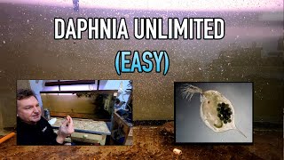 How I Raise Daphnia Water Fleas And You Can Too [upl. by Nuj230]