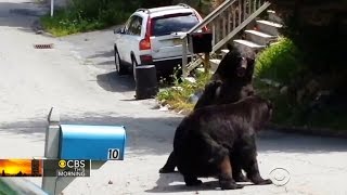 Video captures bear fight in New Jersey suburb [upl. by Grodin]