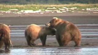 MOTHER GRIZZLY ATTACKS bear Fight Alaska Katmai [upl. by Orlantha]