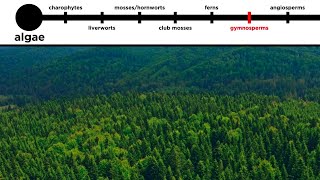 Gymnosperms LongDistance Pollination [upl. by Schick]