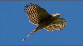 Sparrowhawk Bird Call Bird Song [upl. by Braasch222]