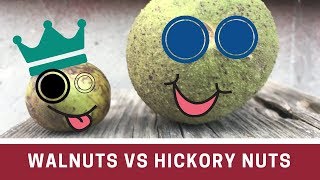 Walnut vs Hickory Nut how to tell them apart [upl. by Stilwell]