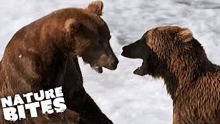 Epic Alaskan Grizzly Bear Fight  Nature Bites [upl. by Aileda135]