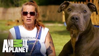 Rescatando a un Pit bull herido  Pit bulls y convictos  Animal Planet [upl. by Bald86]