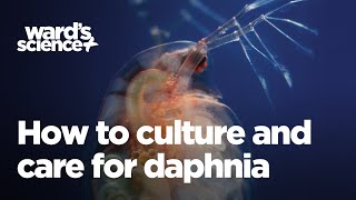 Caring and Culturing for Daphnia [upl. by Nicko]