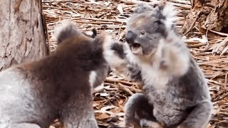 Insane moment two KOALAS get into a fight [upl. by Olegnaid]