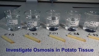 Osmosis Required Practical GCSE Biology [upl. by Adner]