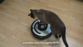 Cat shows HOW TO use iRobot Roomba Vacuum [upl. by Anelas]