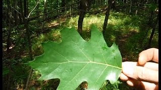 Tree Identification  Northeastern Hardwoods [upl. by Lednek]