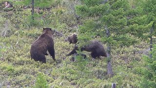 Sow Defends Cub Crazy Black Bear Footage [upl. by Bazluke]