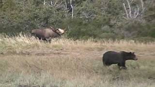 ALASKAS BIGGEST MOOSE MEETS GRIZZLY BEAR katmai alaska bear vs moose trophy [upl. by Yrrac]