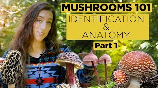 Mushrooms 101 Identification and Anatomy  Part 1 [upl. by Cheng]