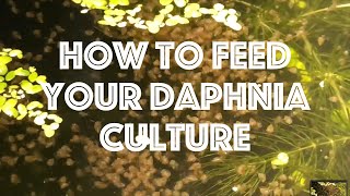 How To Feed Your Daphnia Culture [upl. by Damha114]