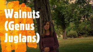 How to Identify Walnut Trees [upl. by Trebor]