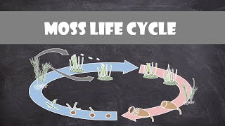 Moss Life Cycle Bryophyte  Plant Biology [upl. by Nnaillek255]