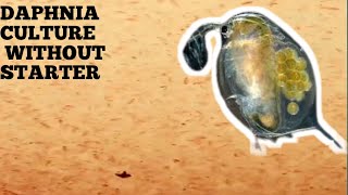 HOW TO CULTURE DAPHNIA NATURALLY WITHOUT A STARTER [upl. by Culberson]