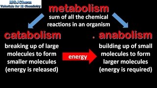 B1 Introduction to biochemistry SL [upl. by Eibba620]