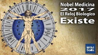 El Reloj Biológico Existe  Premio Nobel 2017 [upl. by Nylorak333]