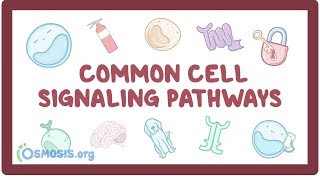 Common cell signaling pathway [upl. by Shwalb951]