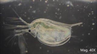 Daphnia magna under the Microscope [upl. by Stephens]