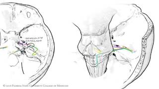 The Facial Nerve CNVII Animated Review [upl. by Lavery340]