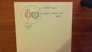 Introduction to p53 and the Response to DNA Damage Part 3 [upl. by Verena914]