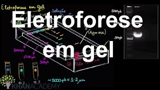 Eletroforese em gel  Biotecnologia  Biologia  Khan Academy [upl. by Giorgi142]