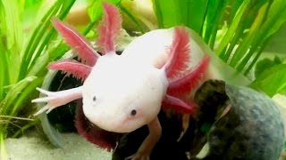 Axolotl Cool Cute Aquarium Mexican Salamander [upl. by Alenson756]