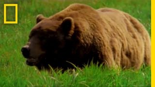 Man Fights Bear  National Geographic [upl. by Filomena]