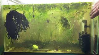 Scuds Daphnia Cherry Shrimp Copepods My aquatic food culture [upl. by Orihakat]