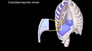 Pleural membranes [upl. by Arutnev]