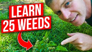 Identify 25 Weeds in the Lawn [upl. by Manup815]