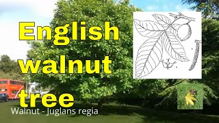 Tree id Walnut Juglans regia Persian walnut English walnut or common walnut [upl. by Amla539]