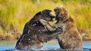 Alaska Grizzly Bears Fighting  Alaska Brown bears wrestling [upl. by Htez]