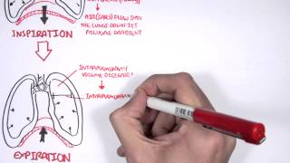 Mechanism of Breathing [upl. by Assenaj]