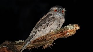 Wildlife Photography tips  At Night [upl. by Etteniotnna]