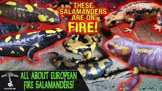 ALL ABOUT EUROPEAN FIRE SALAMANDERS [upl. by Brine861]