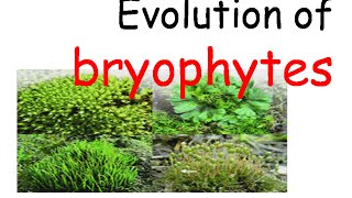 Plant evolution  bryophytes evolution [upl. by Marquardt]