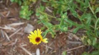 PI007 Using Keys to Identify Plants [upl. by Yrolam99]