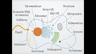 Den eukaryota cellens uppbyggnad [upl. by Wincer765]