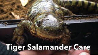 Everything You Need to Know About Tiger Salamander Care [upl. by Blumenfeld]