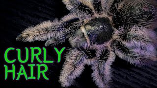 Curly Hair Tarantula TliltocatlBrachypelma albopilosus Care amp Husbandry [upl. by Forsyth]