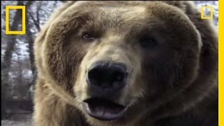 How to Survive a Grizzly Attack  National Geographic [upl. by Lihp]