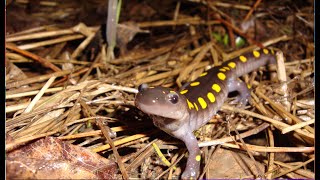 Spotted Salamander Migration  WSKG [upl. by Anirda]