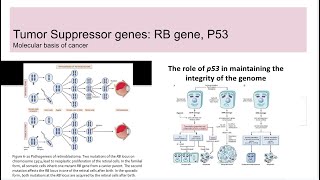 Tumor suppressor genes RB gene and p53 [upl. by Ankney]