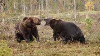 Intense Scrap Between Two Brown Bears [upl. by Crescantia744]