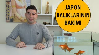 Japon Balıklarının Bakımı [upl. by Ahsoek]