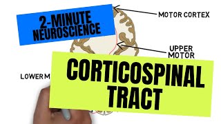 2Minute Neuroscience Corticospinal Tract [upl. by Hareehahs]