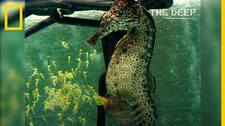 Increíbles imágenes de un CABALLITO de MAR macho pariendo a más de 2000 crías  NatGeo en Español [upl. by Mahoney]